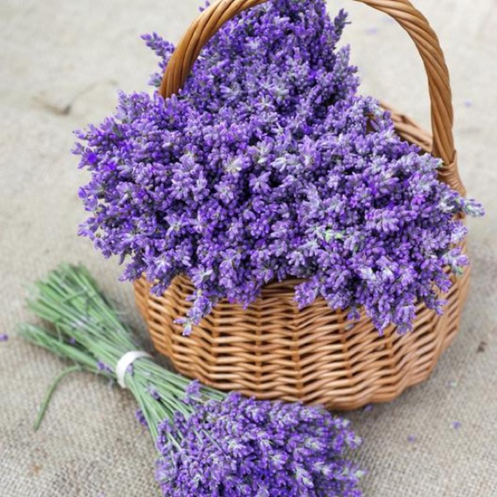 Lavender Infused Body Oil - Picture 3 of 3